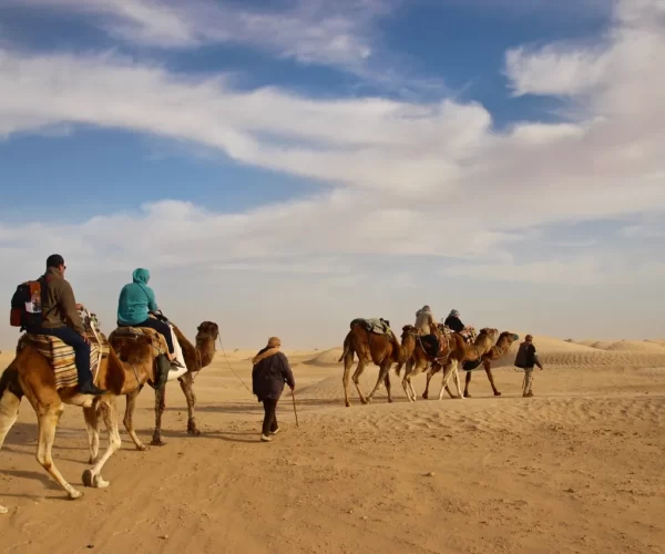 Camel safari